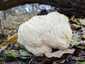 Süngomba (Hericium erinaceus), Budai-hegység